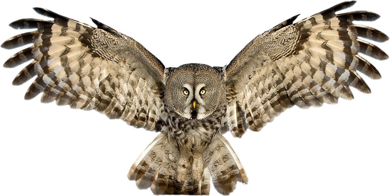 Great Grey Owl (by Jari Peltomäki) : pics