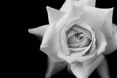 Just because.: Roses are red.....