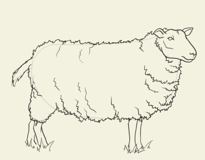 Sheep Drawing | DrawingSomeone.com