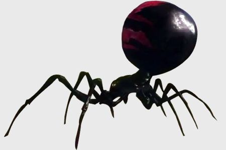 GuildWars2-Pets.com :: Ranger Pets -> Family -> Spiders -> Black ...