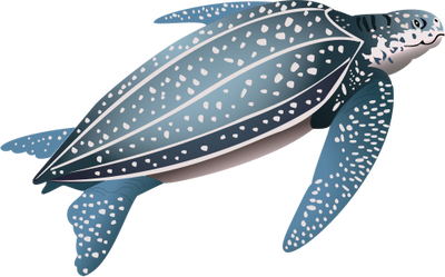 Dermochelys coriacea (Leatherback Turtle) - Reptiles - Vector ...
