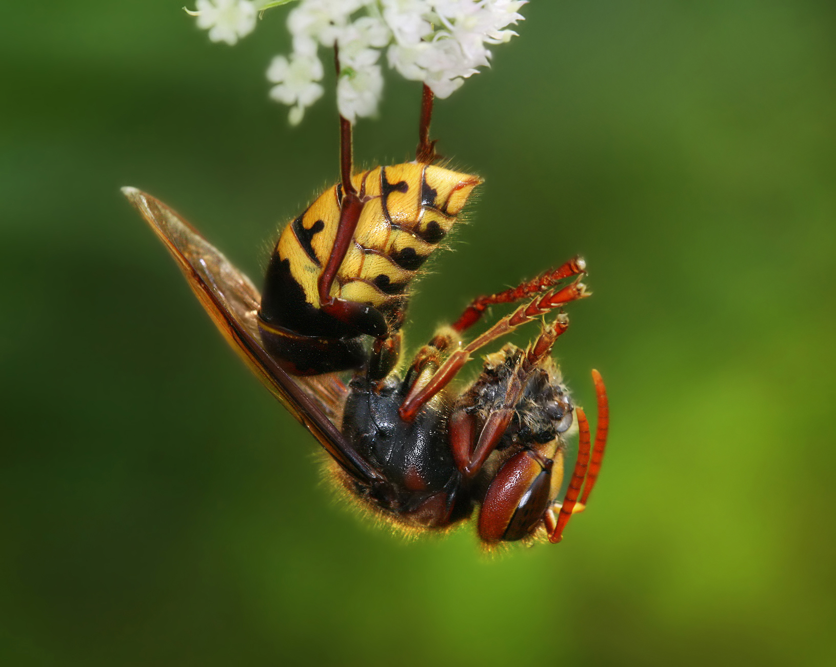 File:Vespa crabro germana with prey Richard Bartz Crop.jpg ...