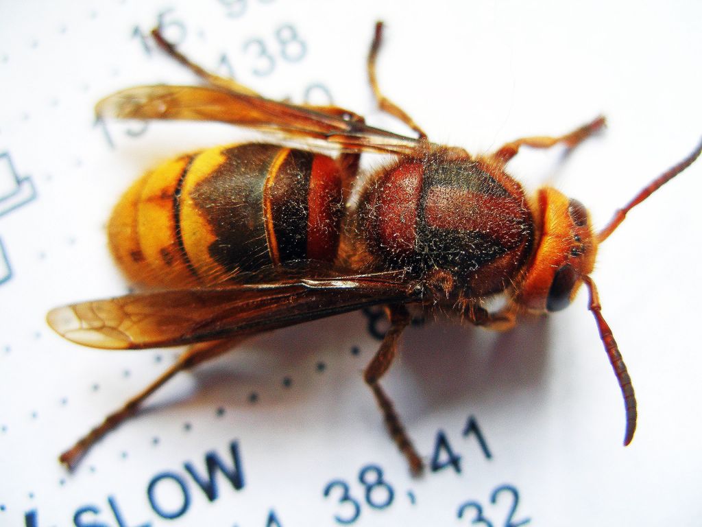 Chemistry World Blog » Hornets harvest solar energy