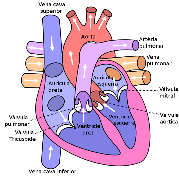 Human Heart Sketch Diagram - Cliparts.co