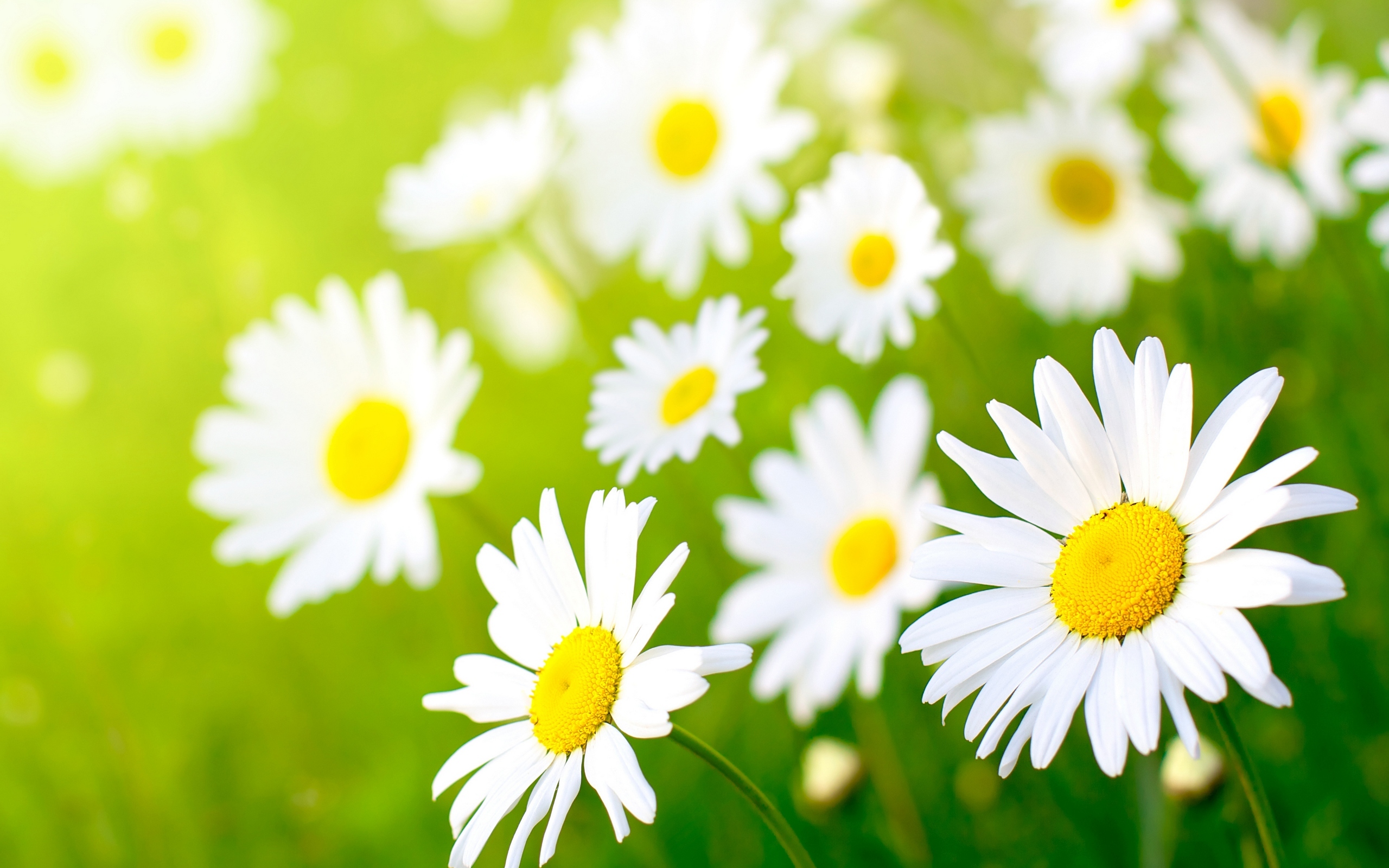Daisies Background 2560x1600px #783757