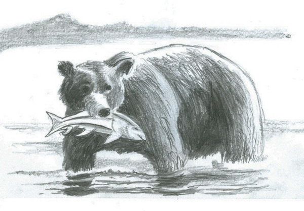 Brown Bear Drawing | DrawingSomeone.com