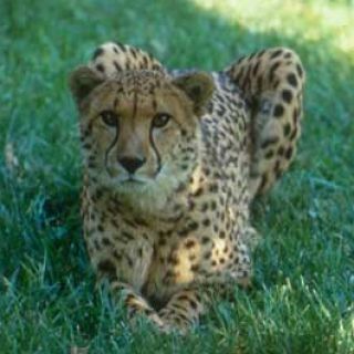 List All Animals :: Saint Louis Zoo