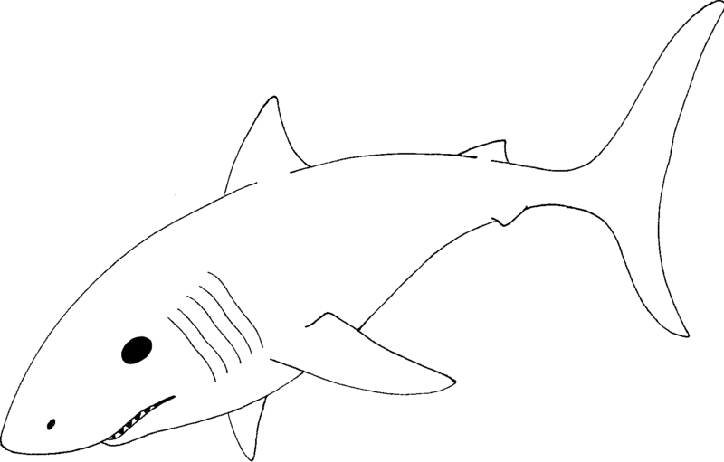 Great White Shark Drawings - ClipArt Best