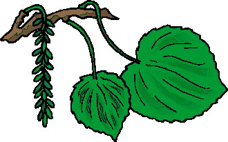 Clip Art - Clip art leaves 207136