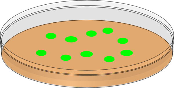 Orange Petri Dish With Greeen Bacterial Colonies clip art - vector ...