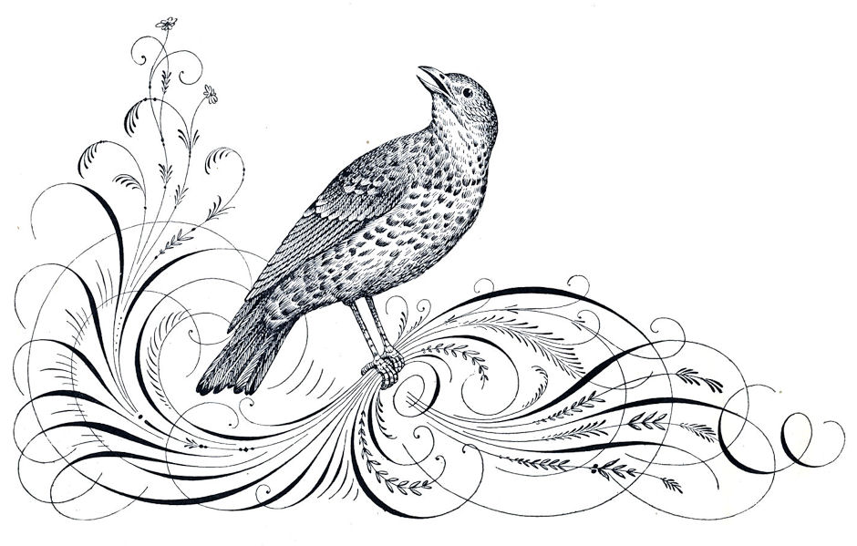 Free Antique Clip Art - Calligraphy Flourishes and Bird - The ...