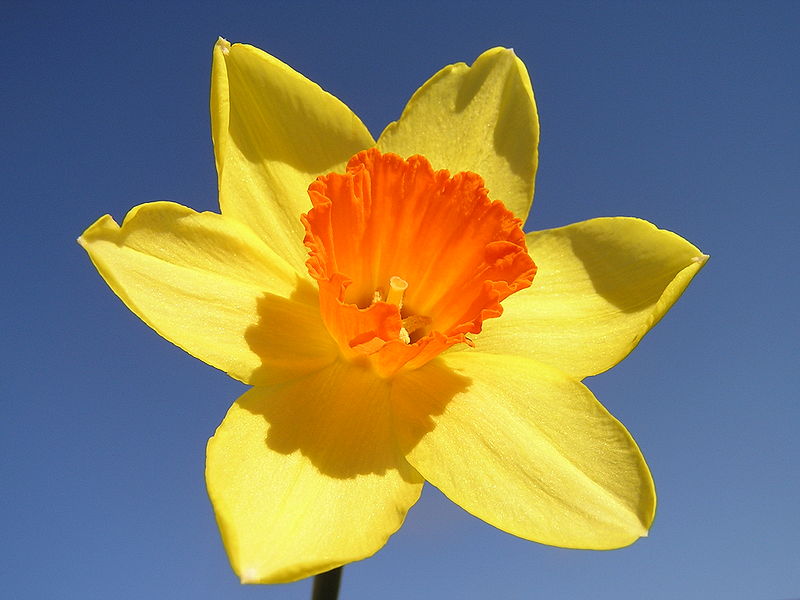 Daffodils - Tips, Gardening, Pictures, Care, Meaning, Growing ...