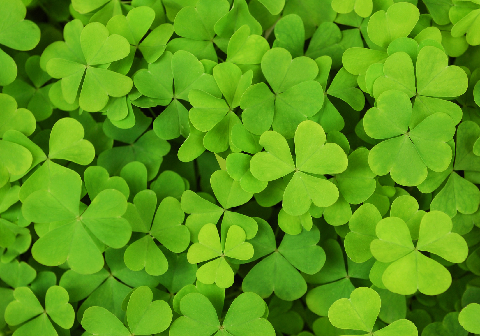 Image gallery for : shamrocks wallpaper
