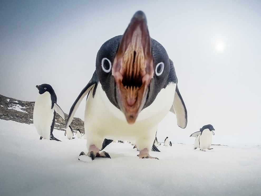 Adelie Penguin Image, Antarctica - National Geographic Photo of ...