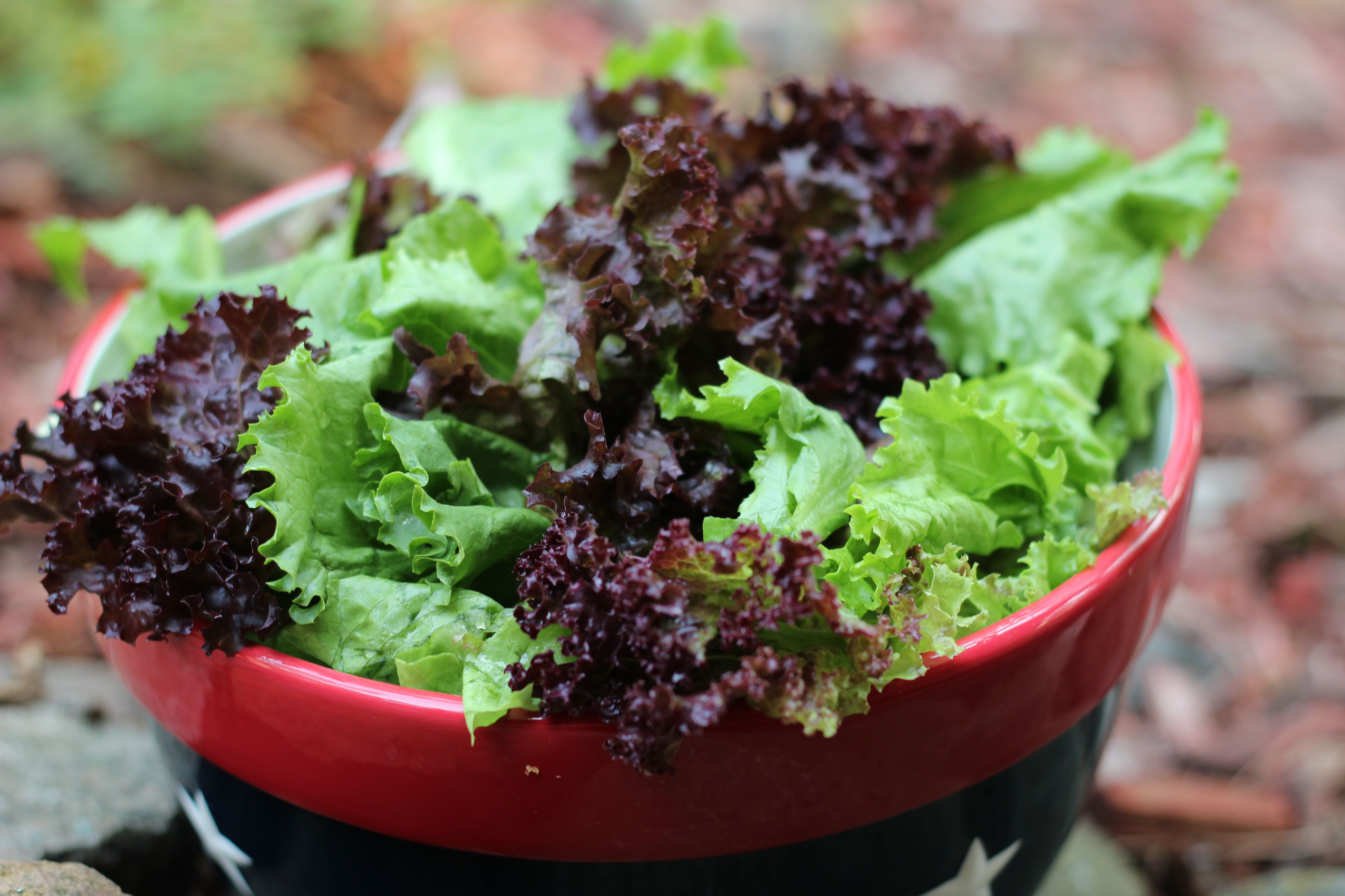 Lettuce Archives - The Cabin Garden