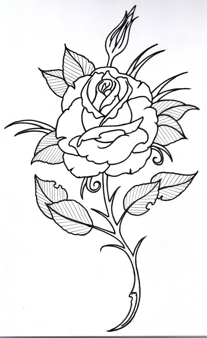 Easy Rose Drawing Outline - Gallery
