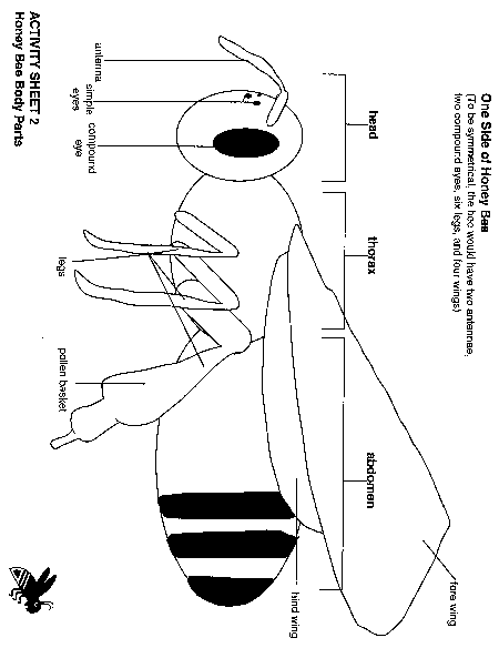 Lesson 1.1, The Honey Bee Body