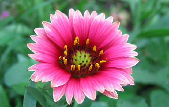 File:Pink flower.jpg - Wikimedia Commons