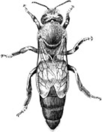 the-queen-USDA1967.jpg