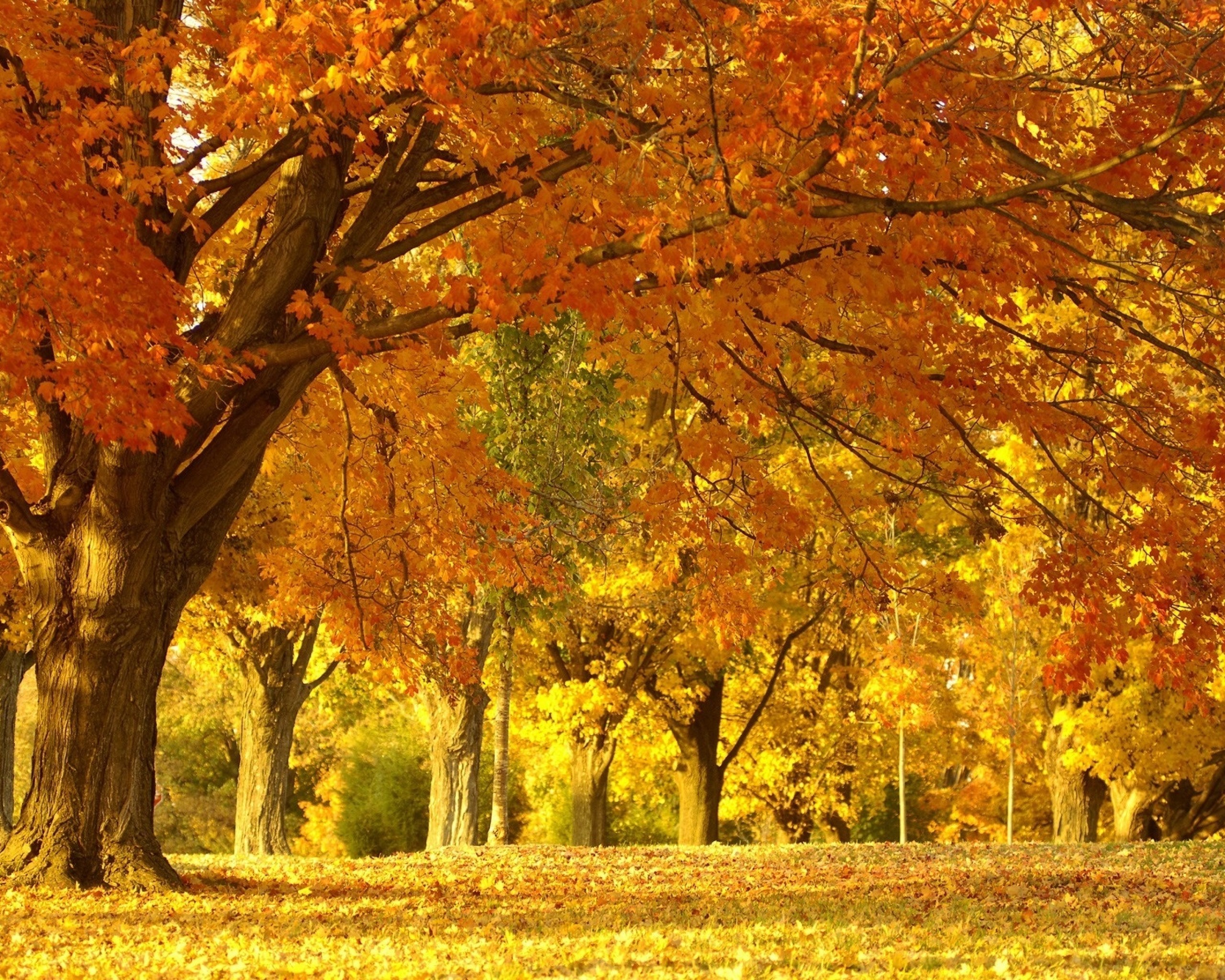Autumn Leaves Wallpaper #6976215
