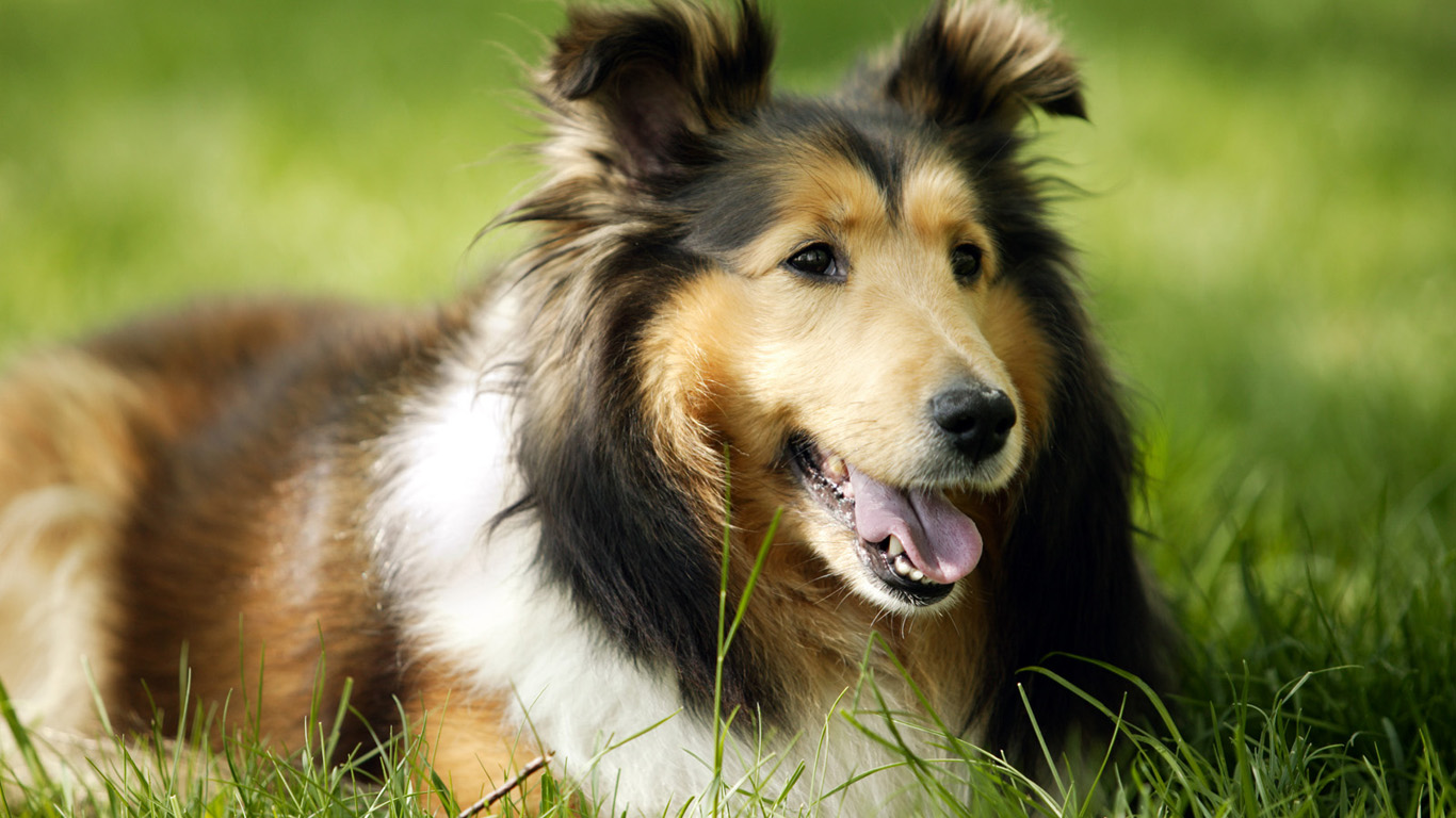 Why do dogs chase their tail? And other strange things dogs do ...