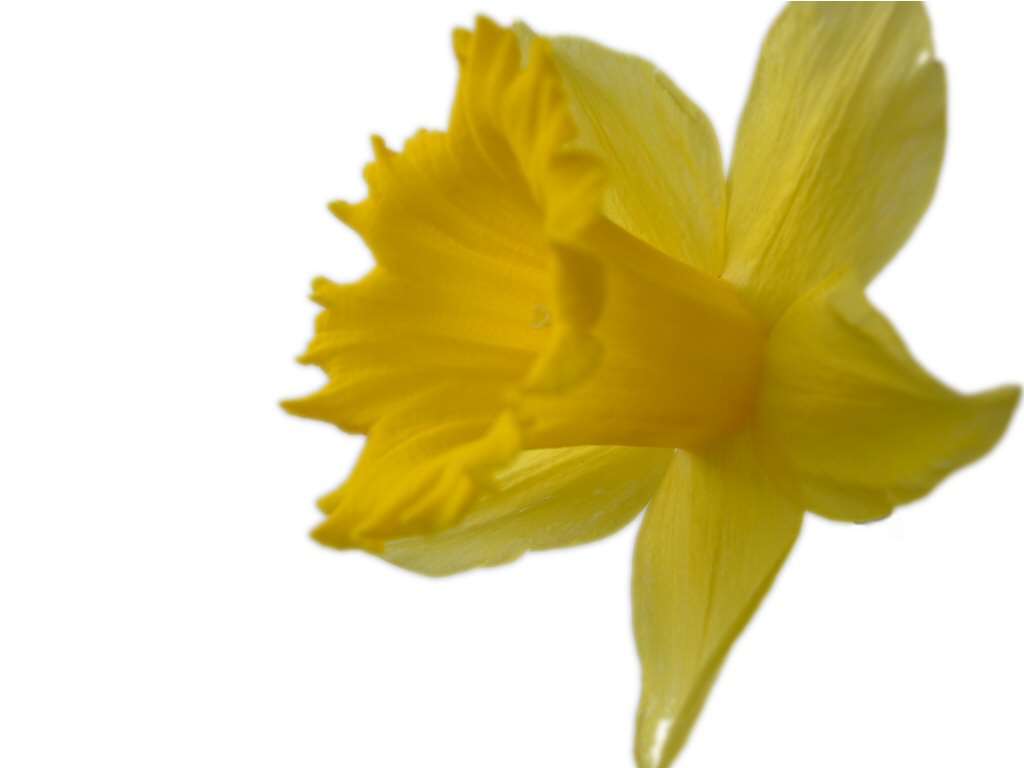 Daffodil 8 |