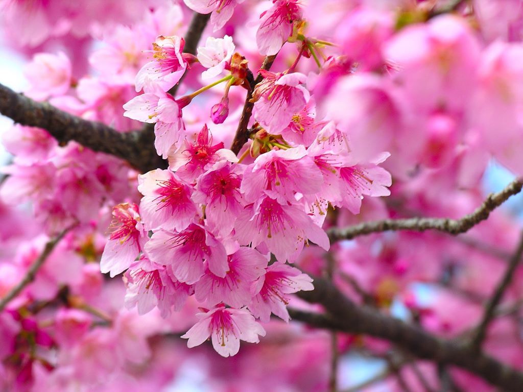 pink flower - Pink (Color) Wallpaper (26075149) - Fanpop