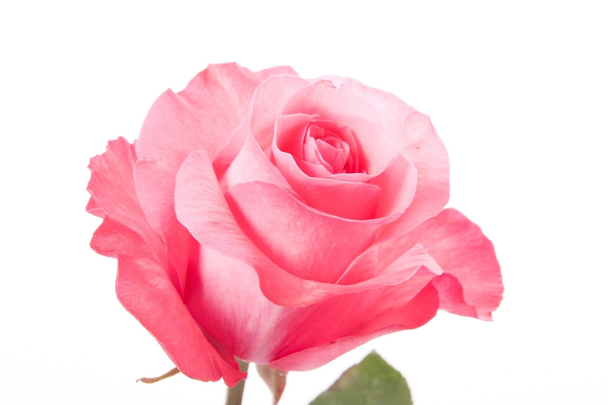 FunMozar – Pink Rose