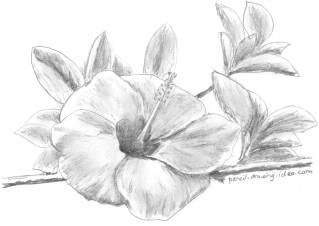 Flower Drawing Pictures, Images & Photos | Photobucket