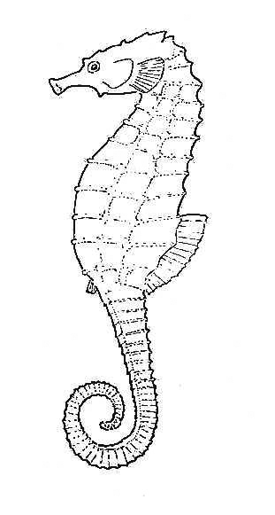 Sea Horse | Biological drawings. Characteristics of fish. Biology ...