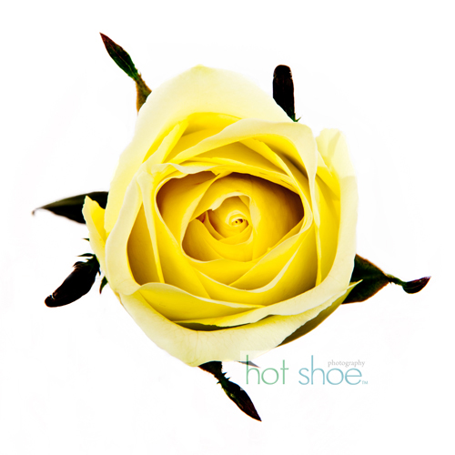 Macro Flowers 2 | Calgary, Alberta Landscape & Fine Art Photography