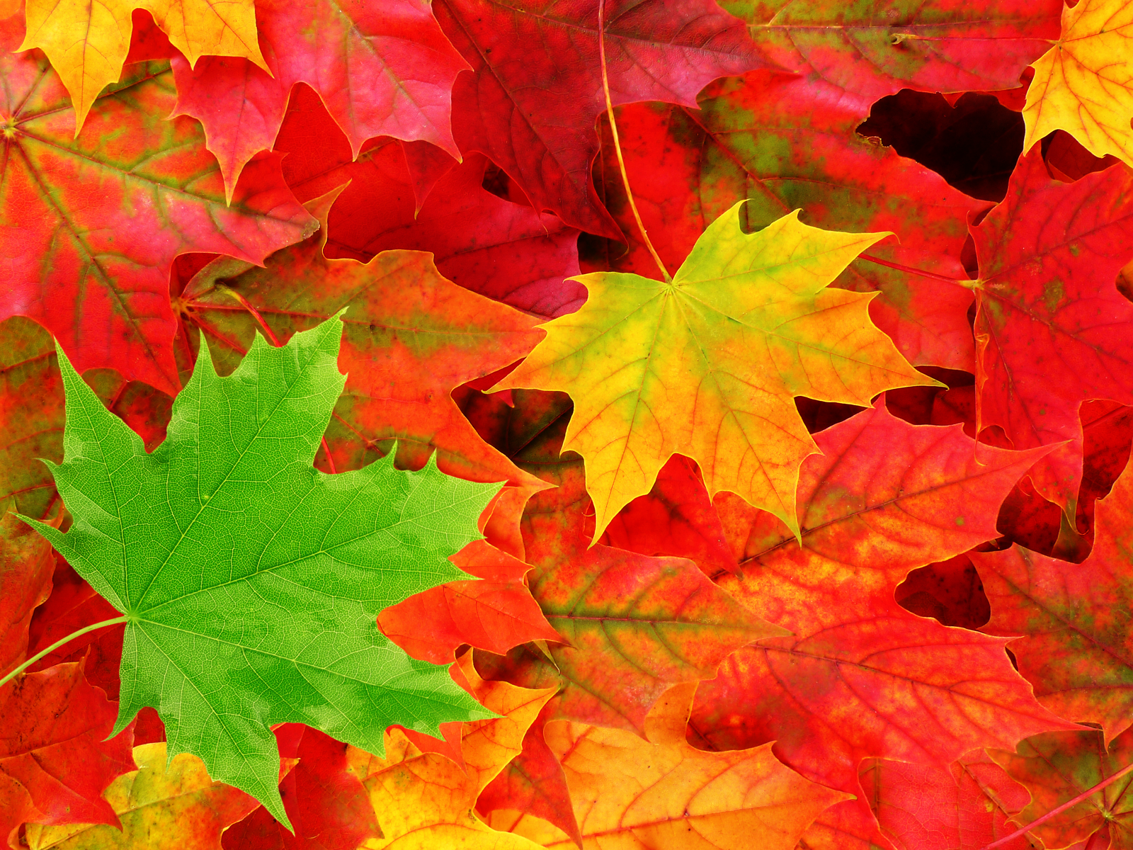 Classic Autumn Leaves wallpaper, The Sound of Silence and the ...