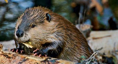 Eager for Beavers | Defenders of Wildlife