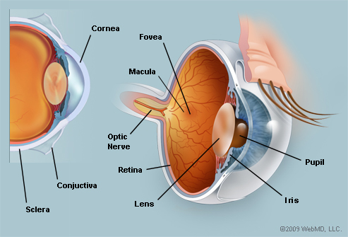 The Eyes (Human Anatomy): Diagram, Optic Nerve, Iris, Cornea ...