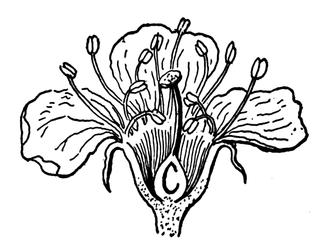 joeselicul: cherry blossom flower art
