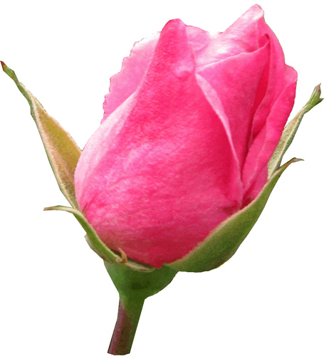 Pink rosebud clipart, lge 13 cm | Flickr - Photo Sharing!