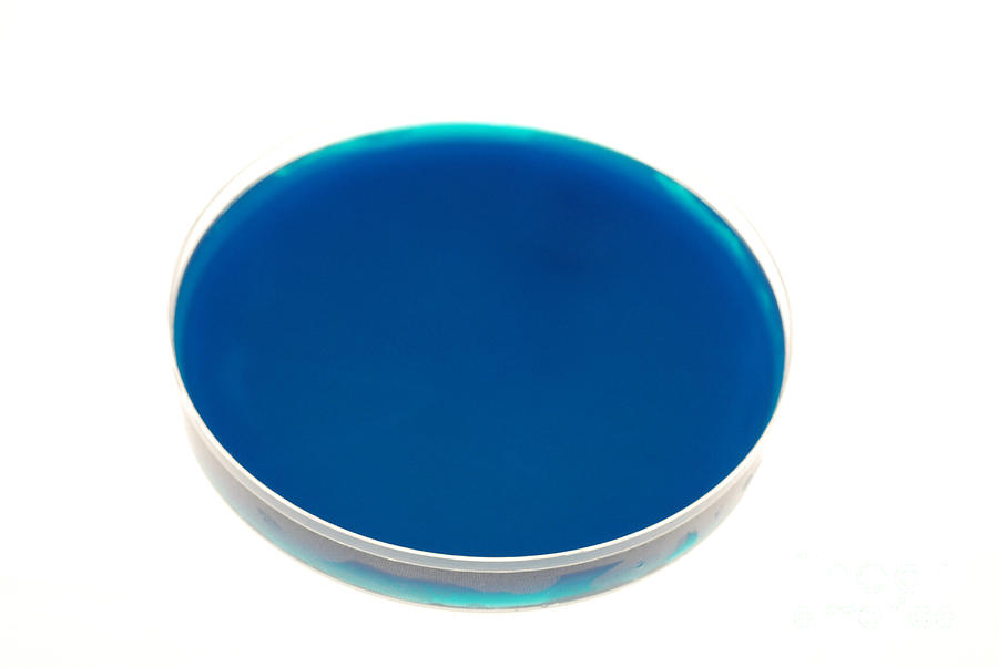 Petri Dish by Photo Researchers, Inc. - Petri Dish Photograph ...