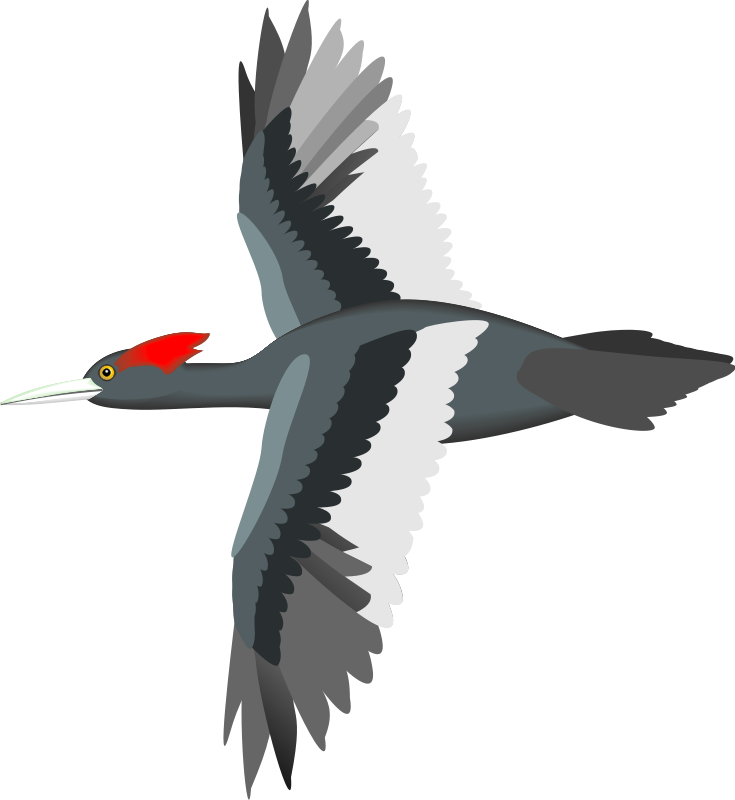 Bird 13 Free Vector / 4Vector