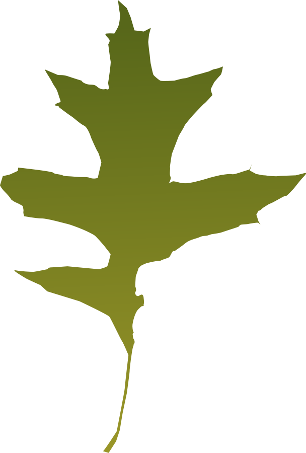 Leaf oak Green Clipart, vector clip art online, royalty free ...