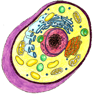 Animal Cell Unlabeled - Cliparts.co