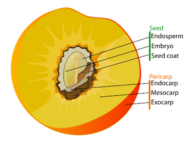 Classification - Shmoop Biology