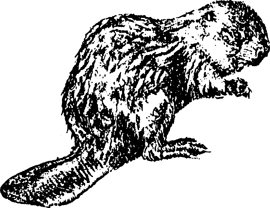 USSSP - Clipart & Library