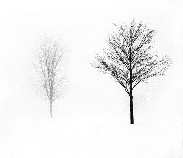 Bare-Tree-02.jpg
