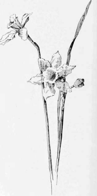 Daffodils-Pen-Drawing-By-E-M- ...