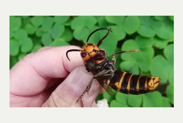 Killer hornets feared on the way to UK | Maidstone and Medway News