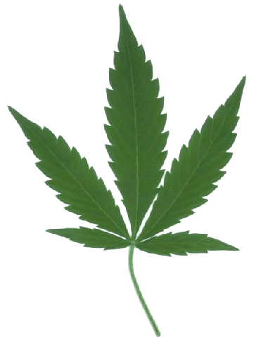 marihuana | Cómo ser madre de un graffitero … gustos y disgustos