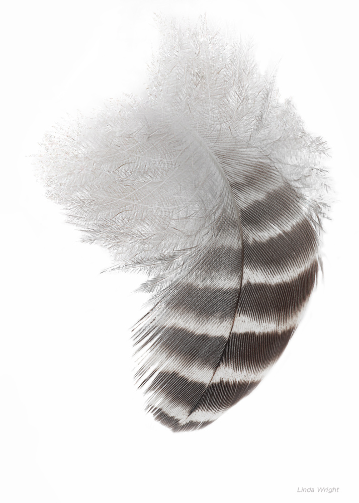 Feather Facts