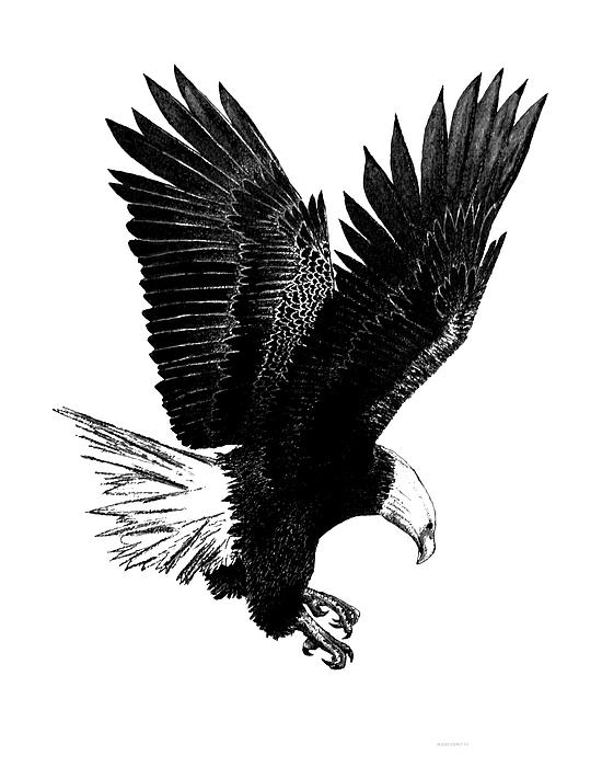 Black And White With Pen And Ink Drawing Of American Bald Eagle by ...