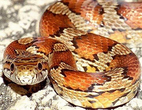 Corn Snake - Red Rat Snake, Nice Colors, Not Dangerous | Animal ...