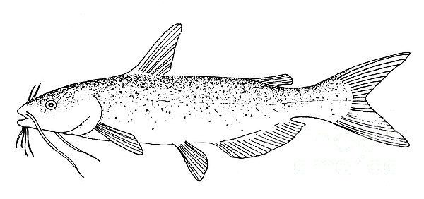 Channel Catfish Greeting Card for Sale by Granger